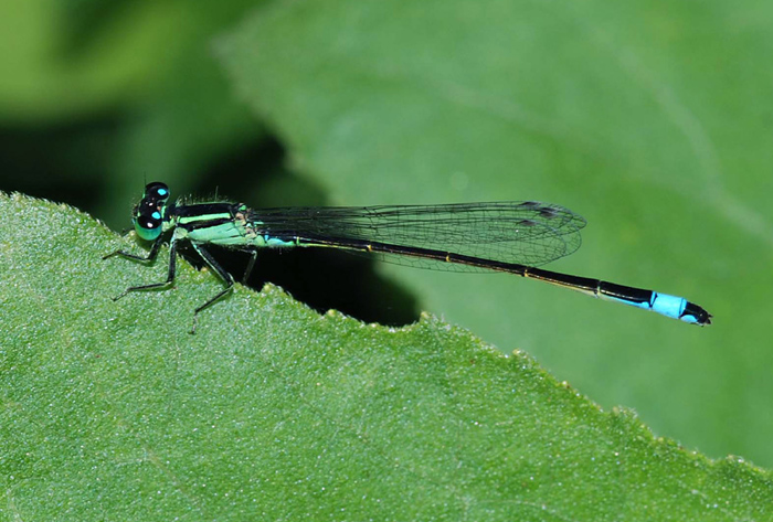 Enollagma? Ischnura